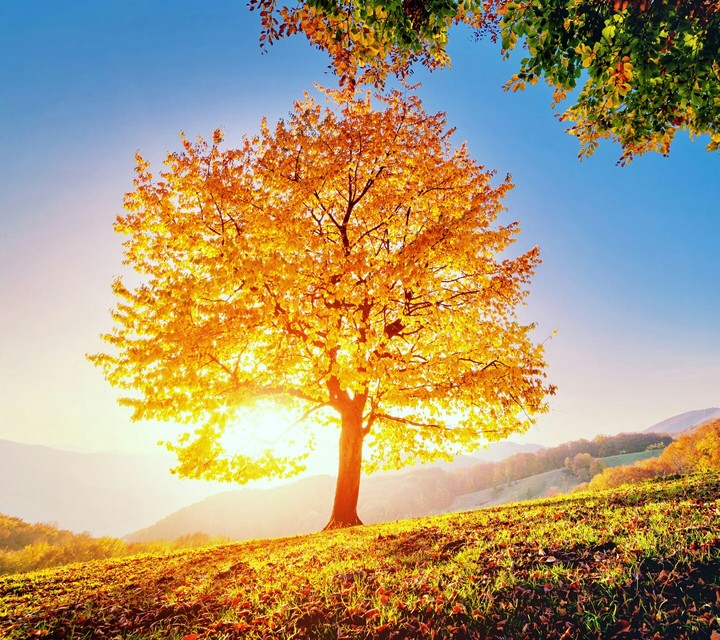 alone tree