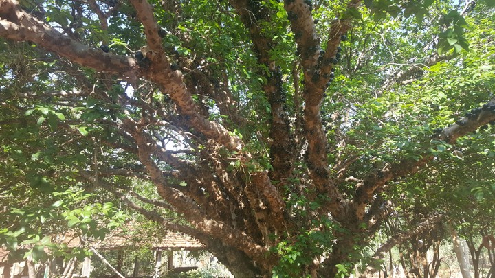 Jaboticaba