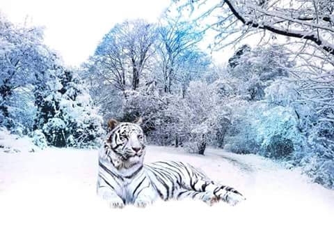 White tiger in the snow