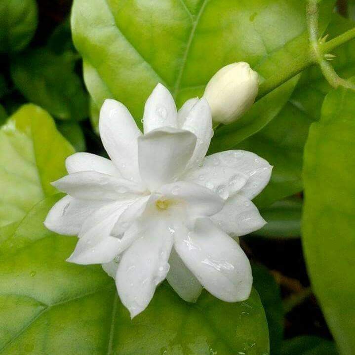 Jasmine
