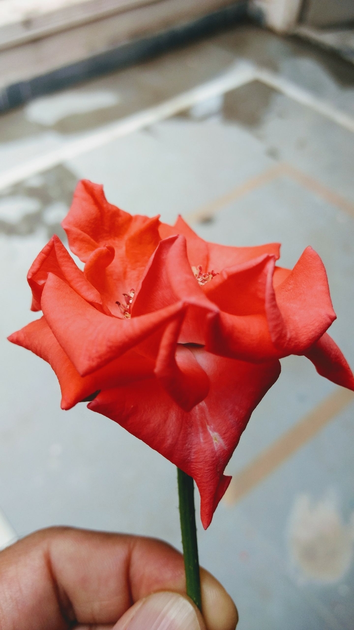 rose