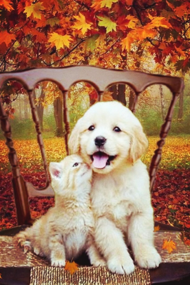 Dog & Cat