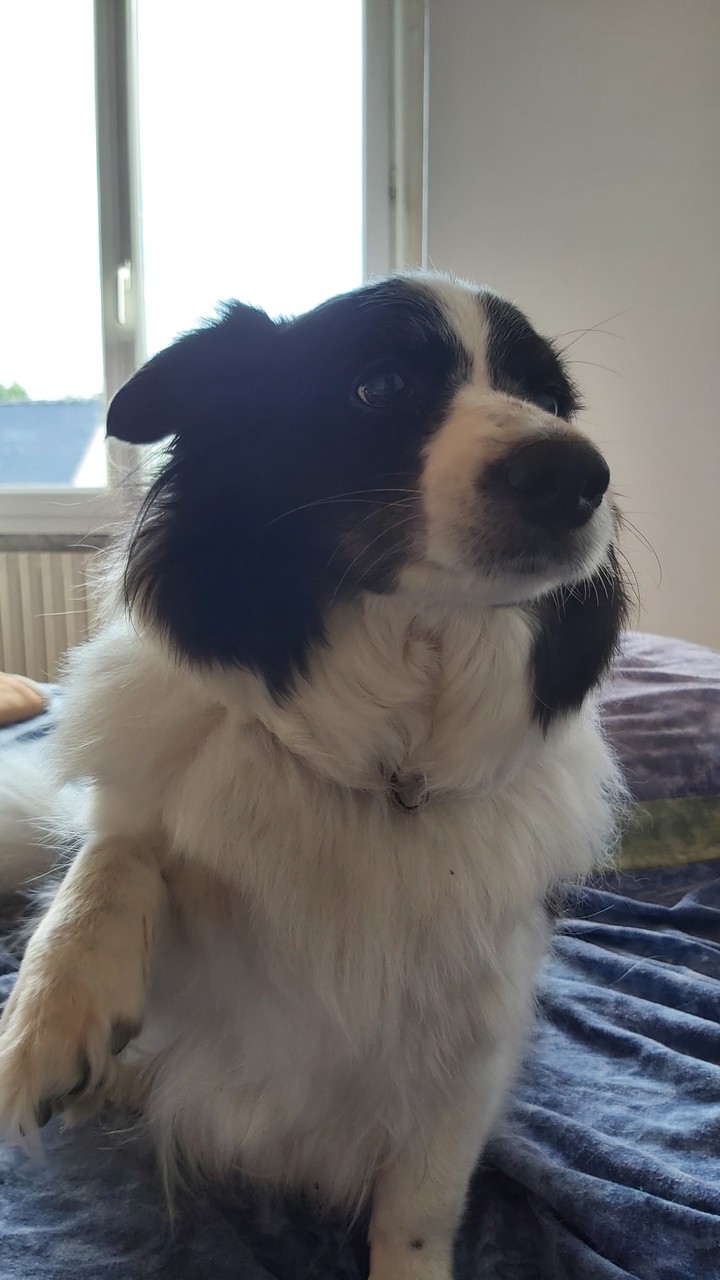 Chien