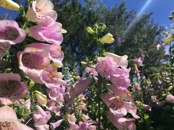 flower