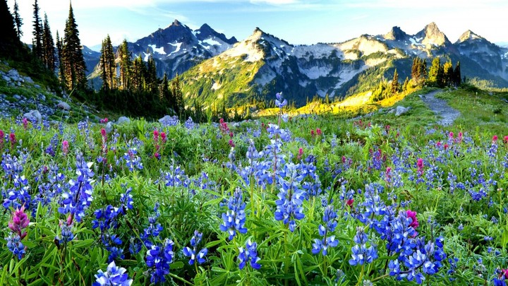 campo florido