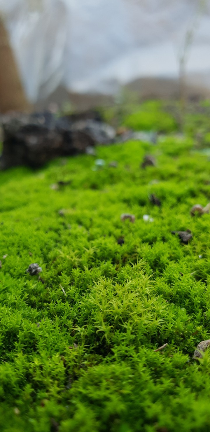 grass