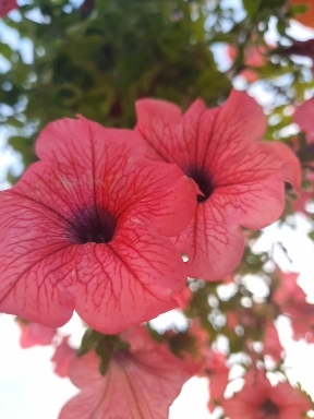 Beautiful