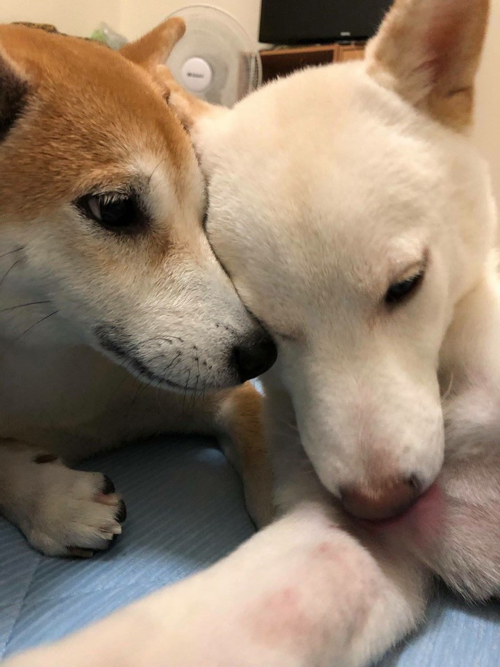 Dog片 dog尼