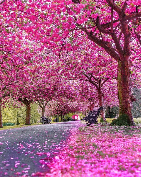 sfondi pink, spring