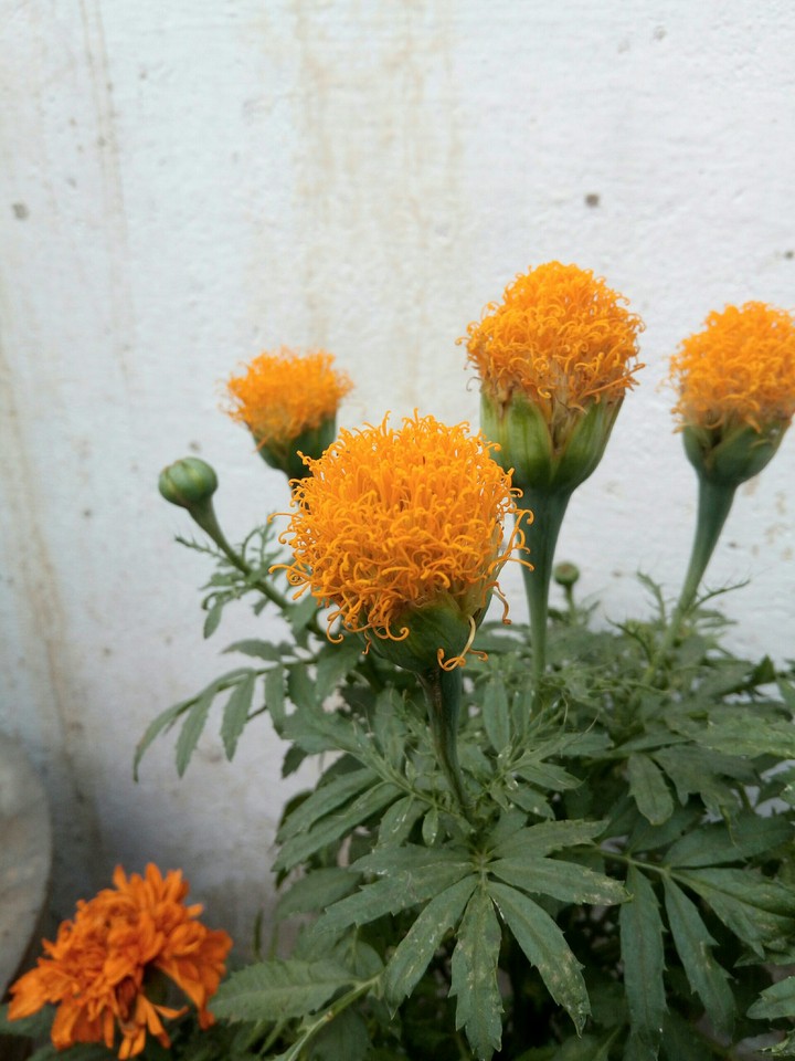 orange flowers