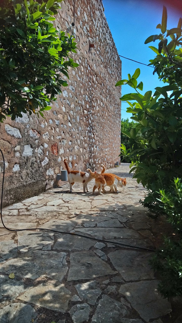 Cats