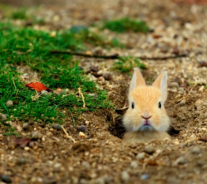 Rabbit