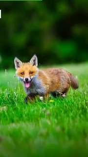 cute ?