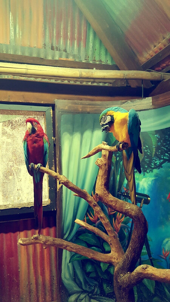 Parrots