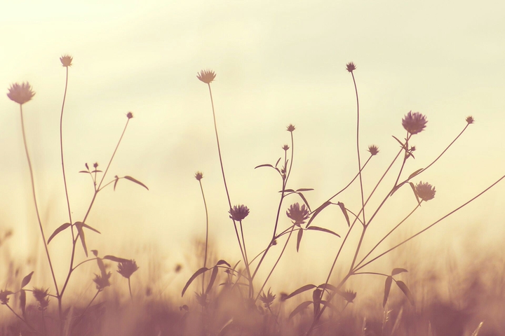 Nature Pixle