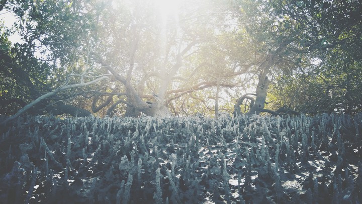 Qeshm Island, Harra forest