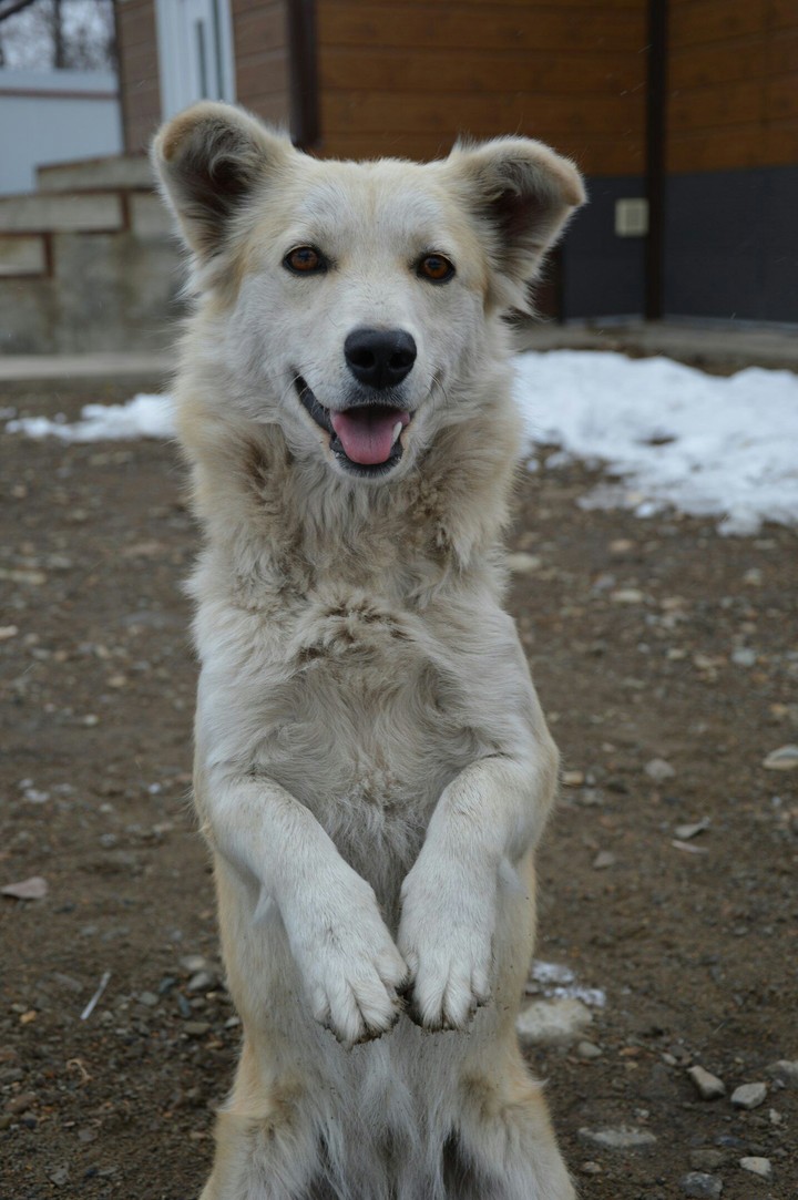 dog
