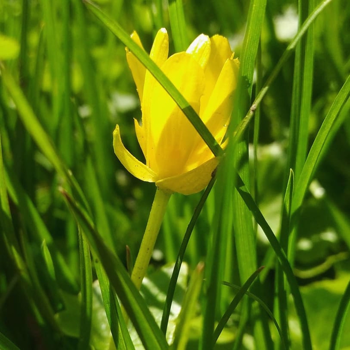 yellow on green