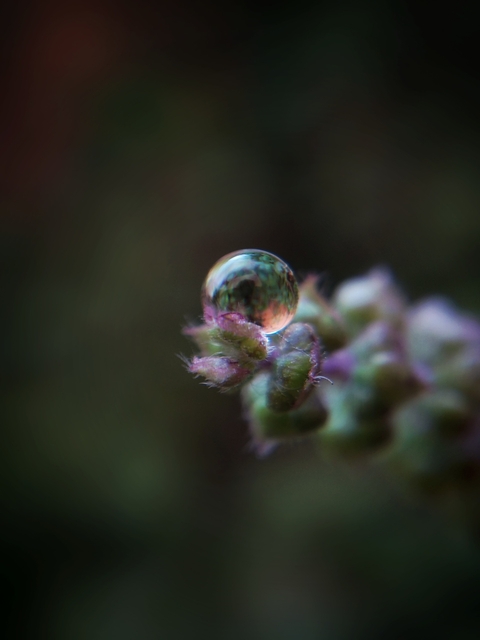 drops of life