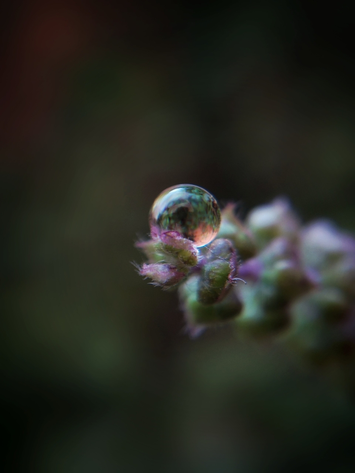 drops of life