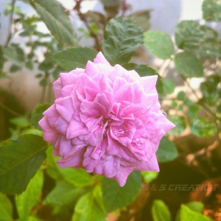 rose