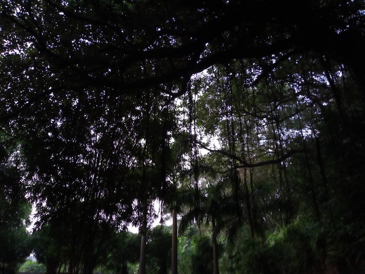 shadow play
