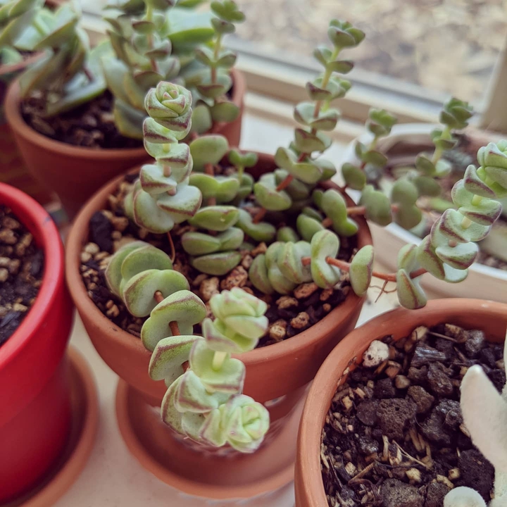 String of Buttons