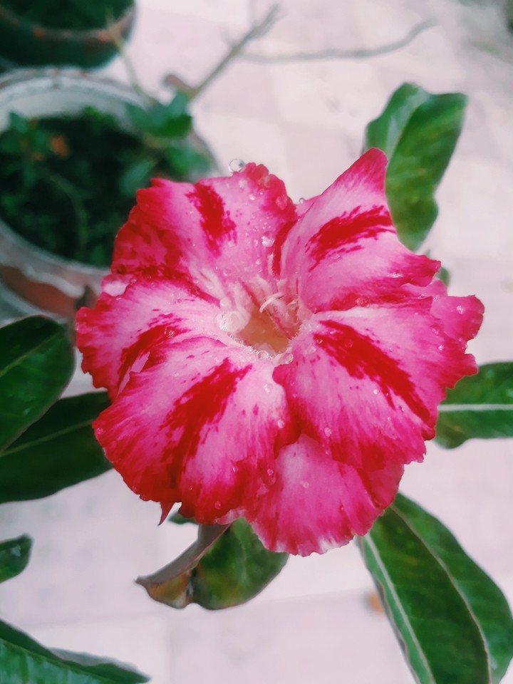 flower