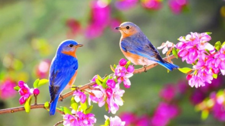 Spring and birds