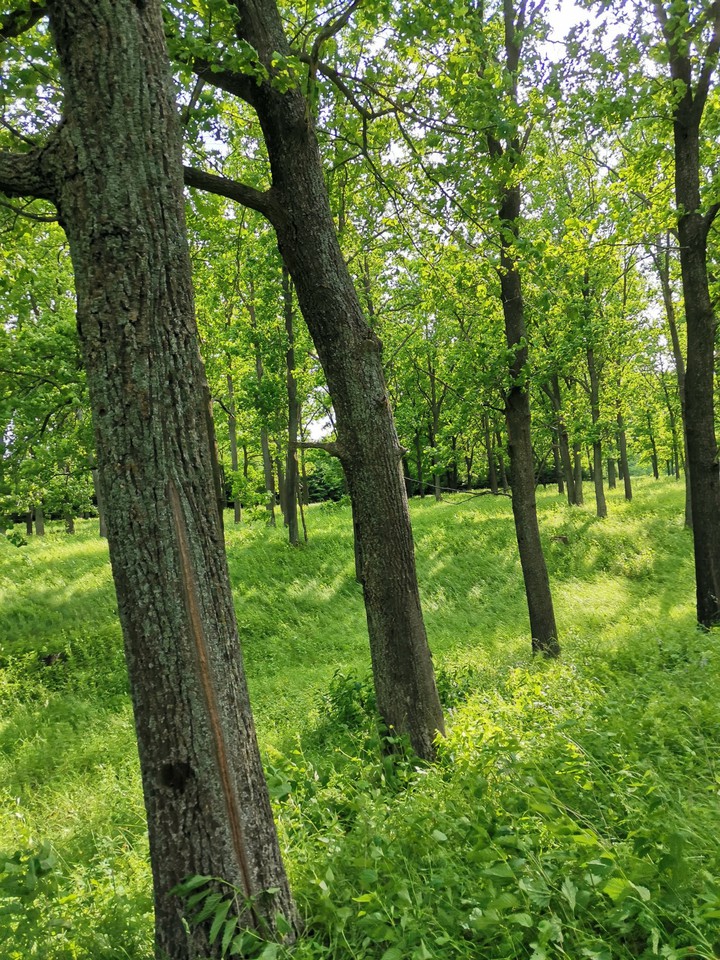 trees