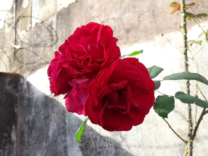 ▪︎Roses❤