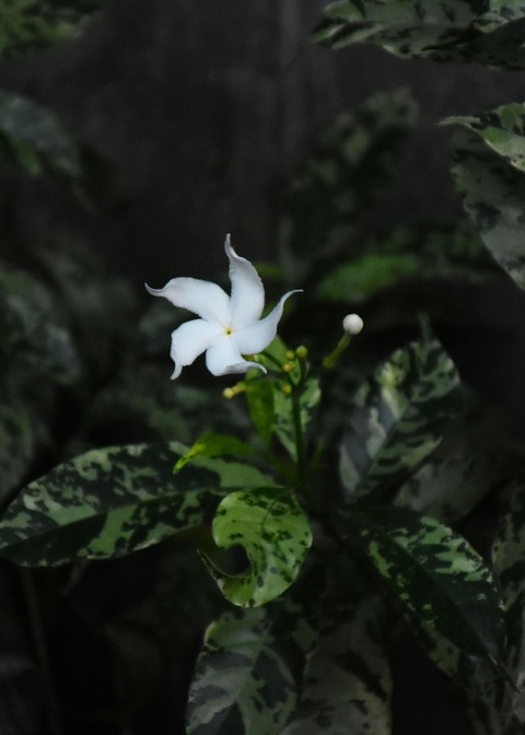 petal, groundcover duvar kağıtları