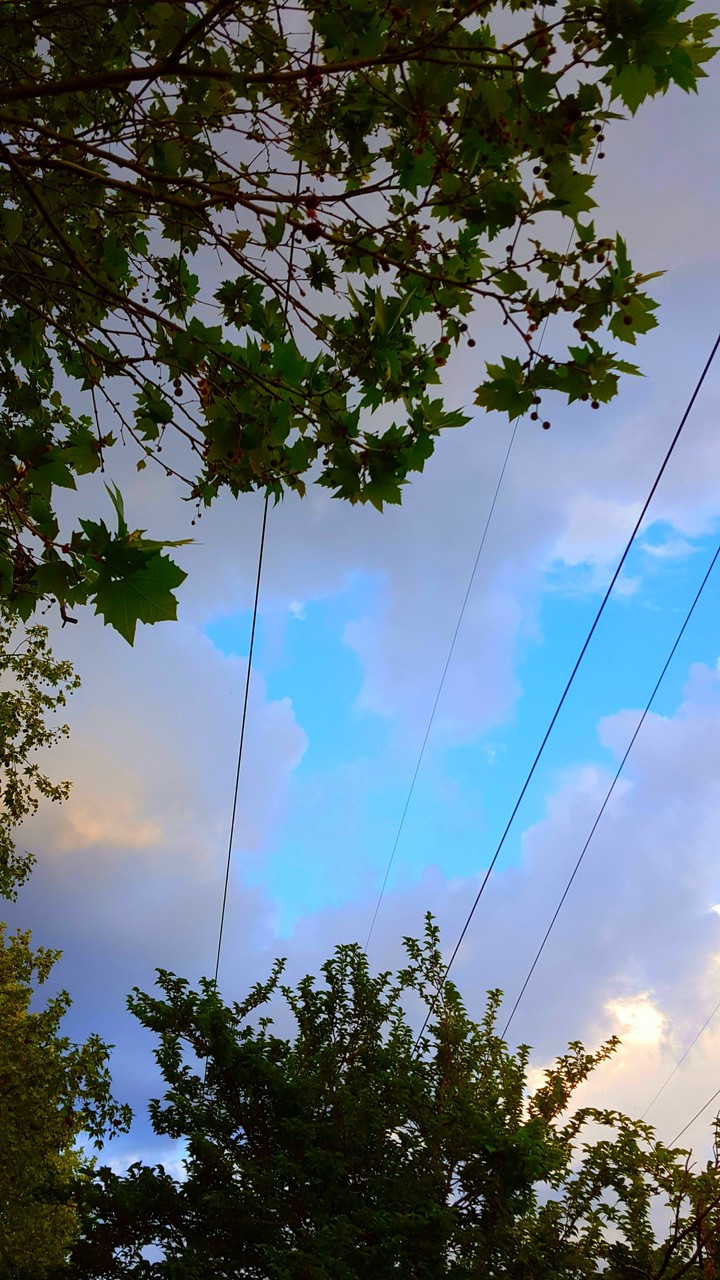 #trees #sky #leaves #lines #heart