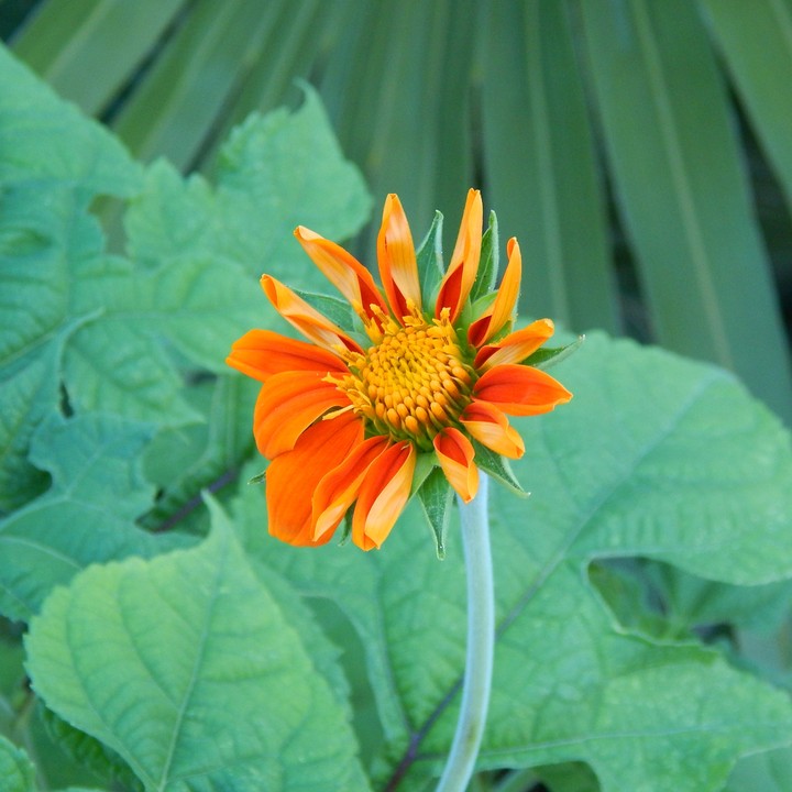 flores