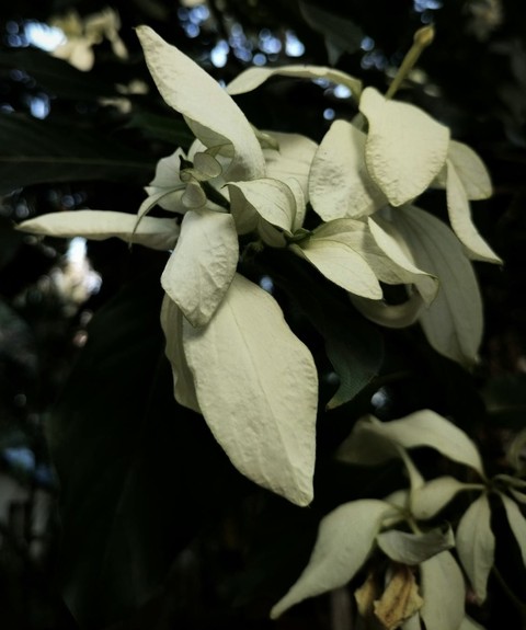ταπετσαρίες shrub, flower