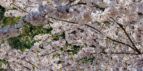 Cherry Blossoms