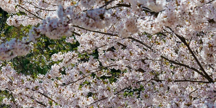 Cherry Blossoms