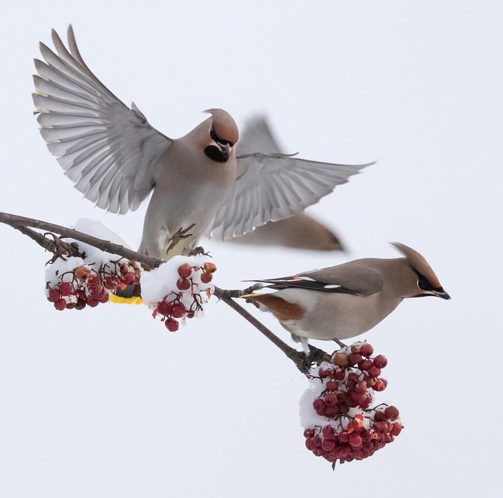 Bohemian Waxwing