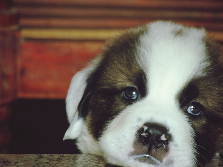 St. Bernard puppy