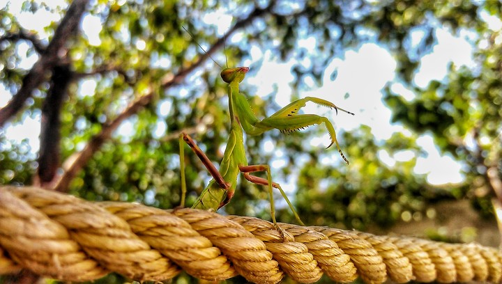 insect