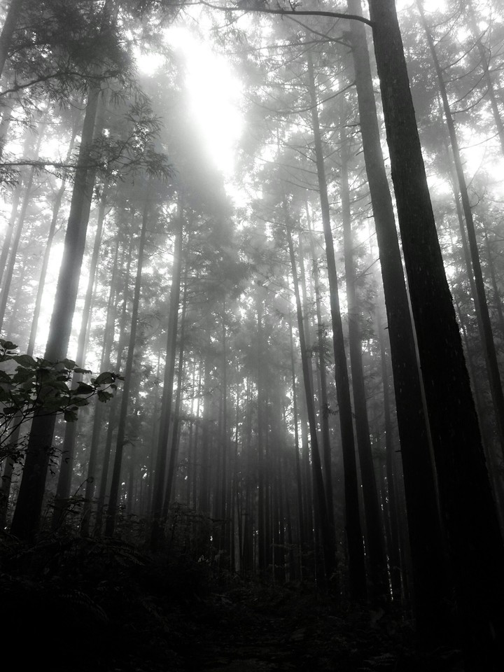 forest