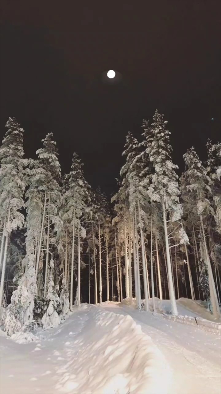 winter forest