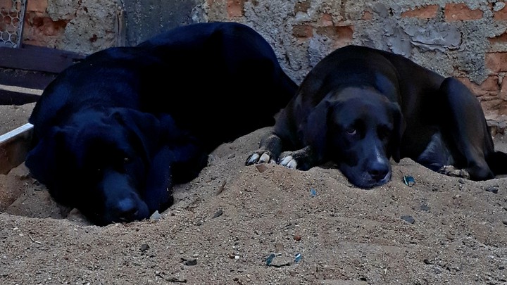 Safira and Sininho