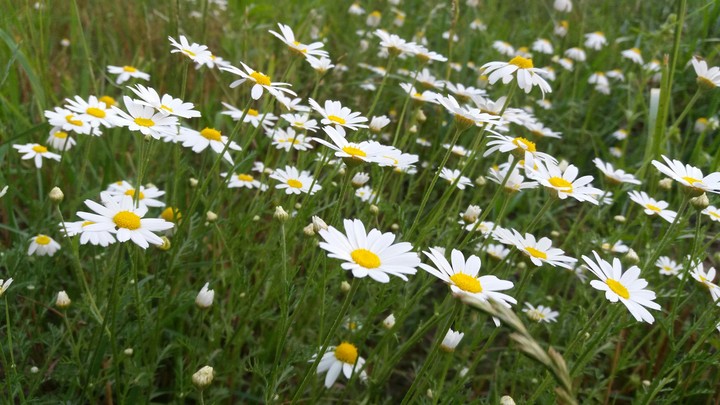 chamomile