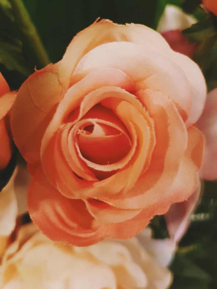 rose