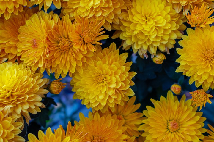 flowers