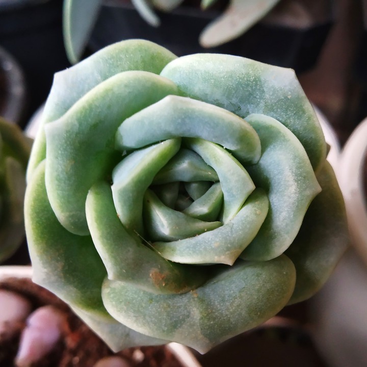 Graptoveria 'Lovely rose'