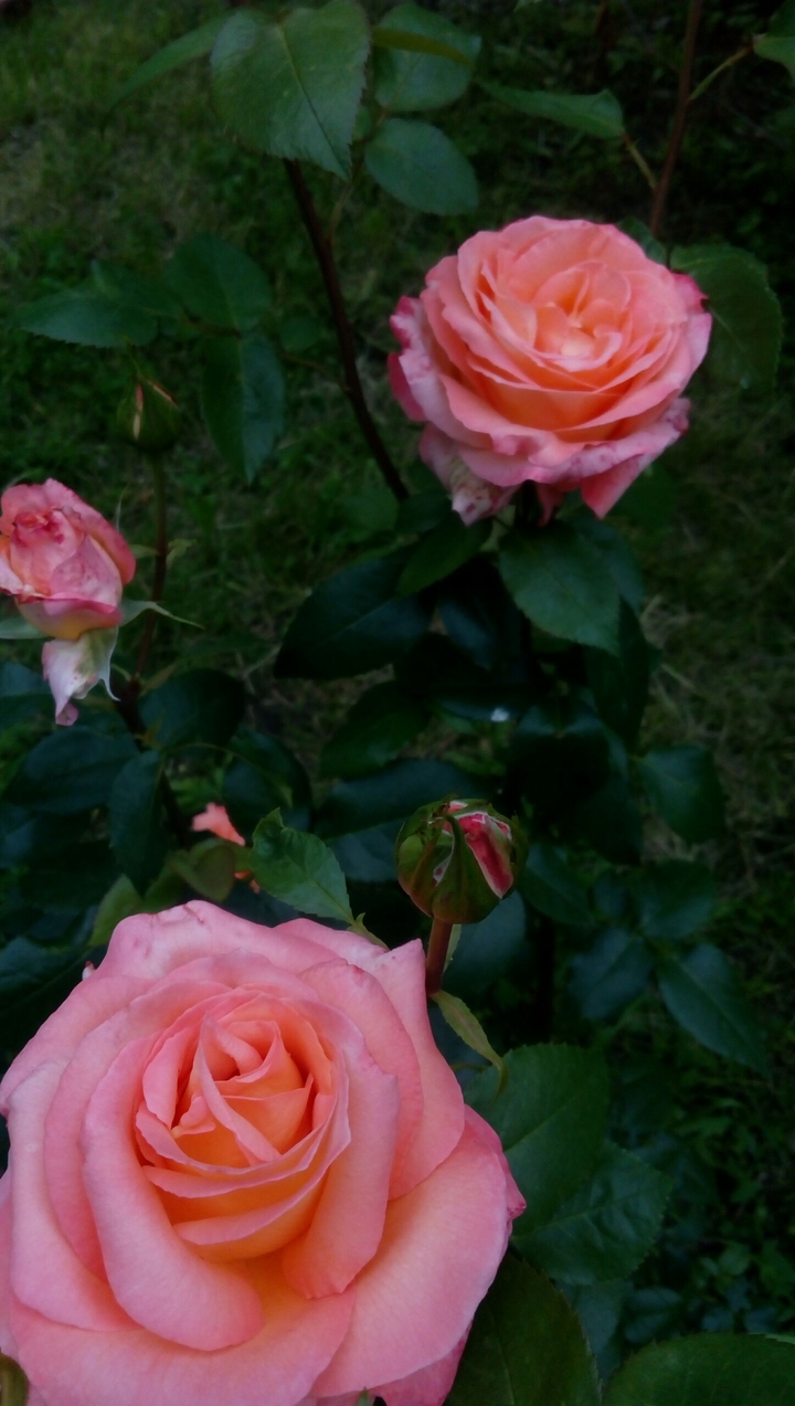Roses