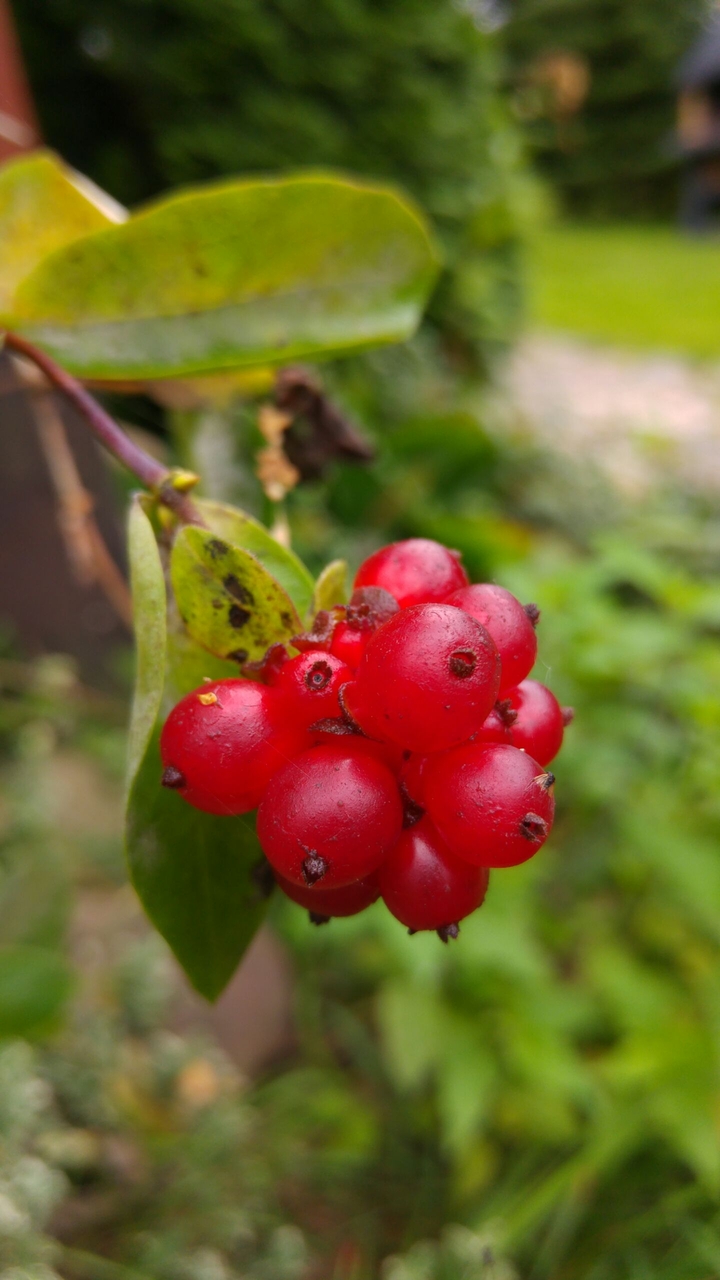 Red berries