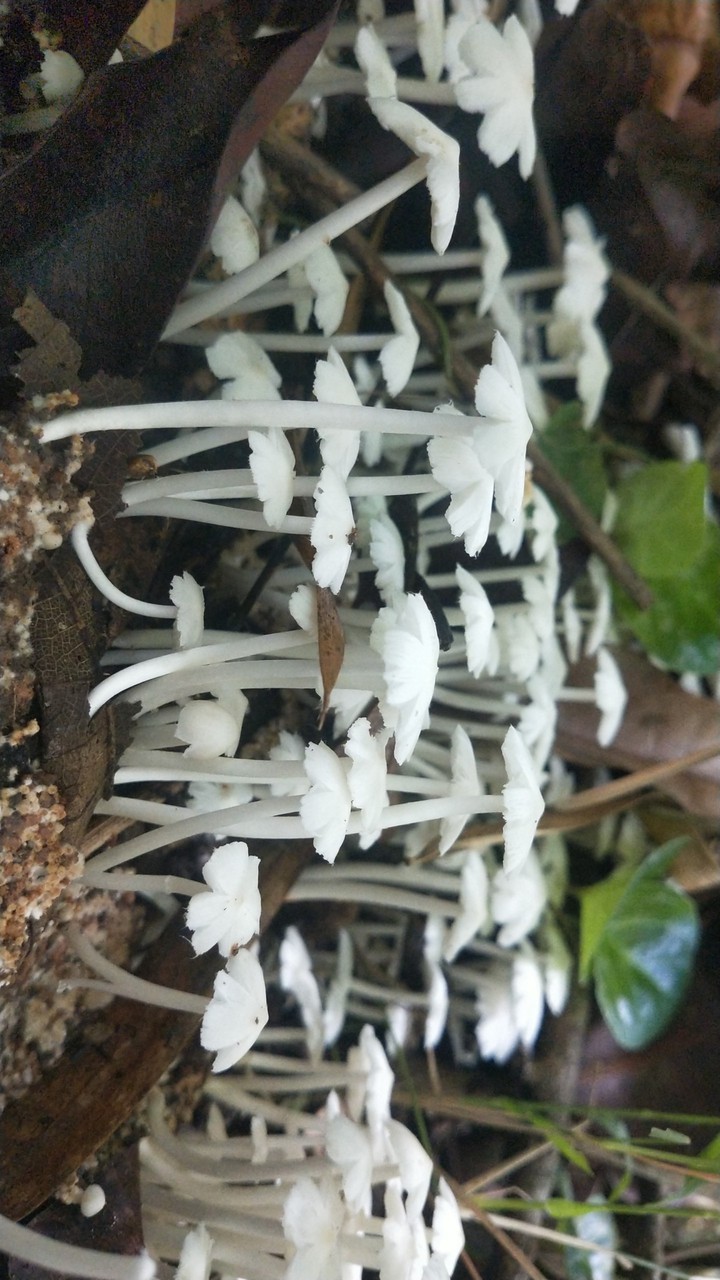mashrooms